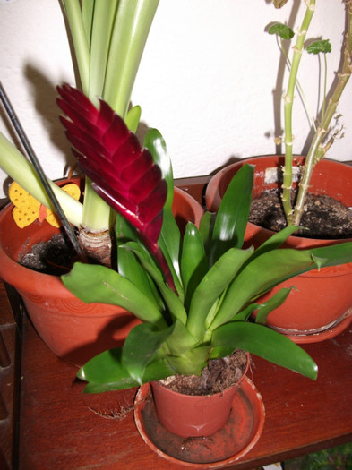 Bromelia 1 - flori