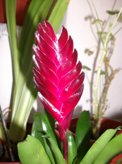 Bromelia 2 - flori