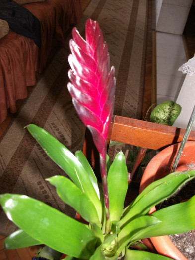 Bromelia 3 - flori