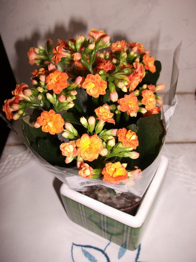 Kalanchoe Blossfeldiana