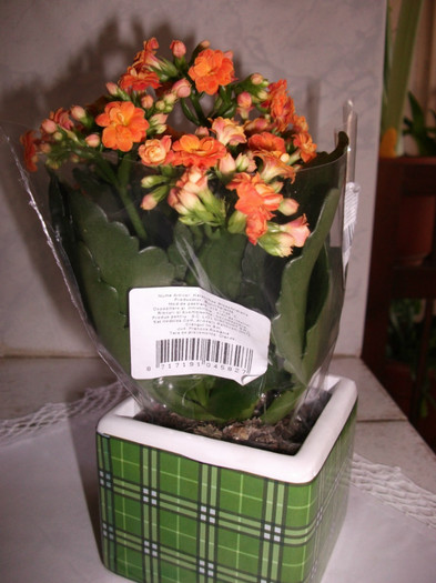 Kalanchoe Blossfeldiana 2 - flori