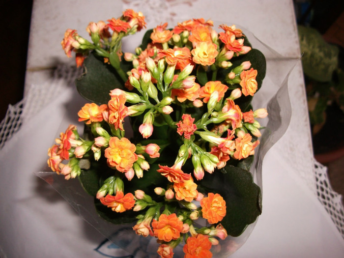 Kalanchoe Blossfeldiana 3 - flori