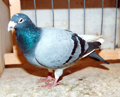 231 floor engels stramos a unui porumbel deal  meu