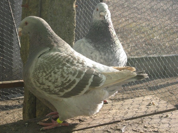 galambok 2011 222 - perechi  2012