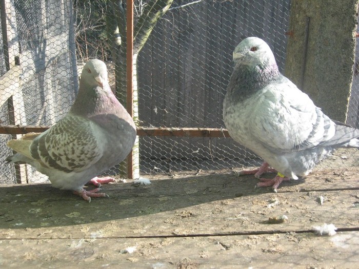 galambok 2011 224 - perechi  2012