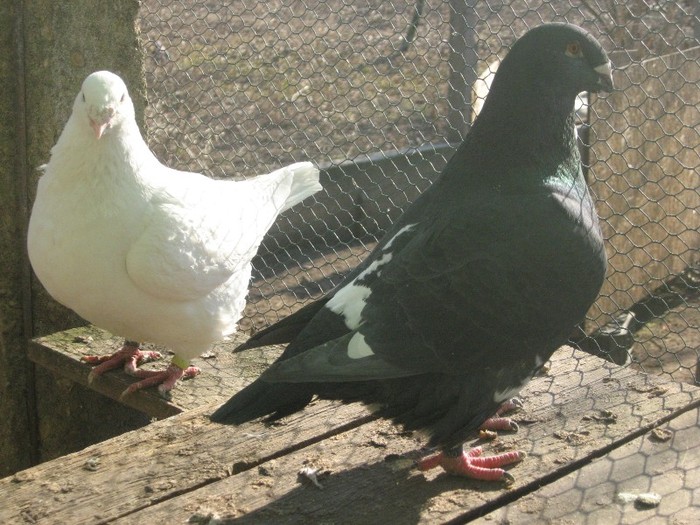 galambok 2011 230 - perechi  2012