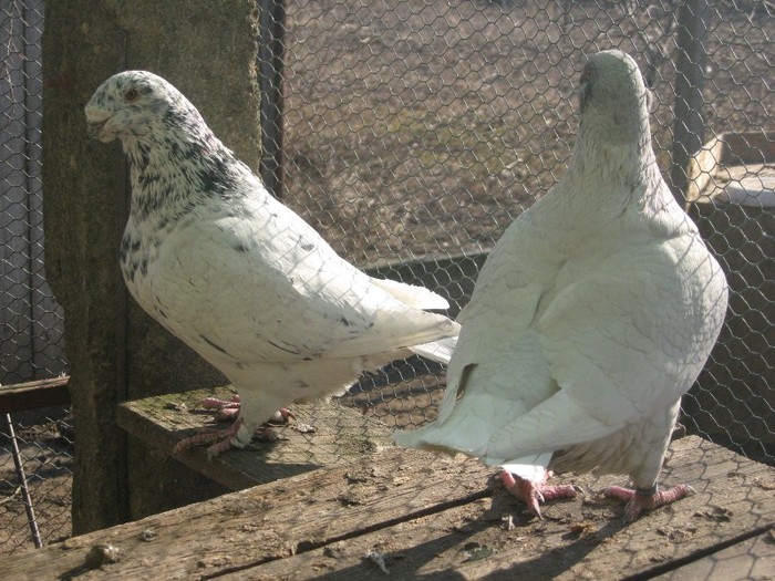 galambok 2011 234 - perechi  2012