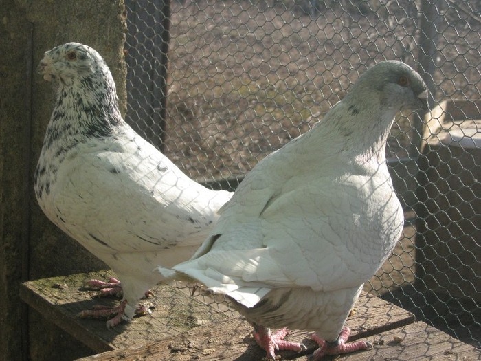galambok 2011 236 - perechi  2012