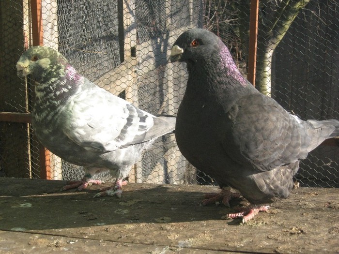 galambok 2011 239 - perechi  2012