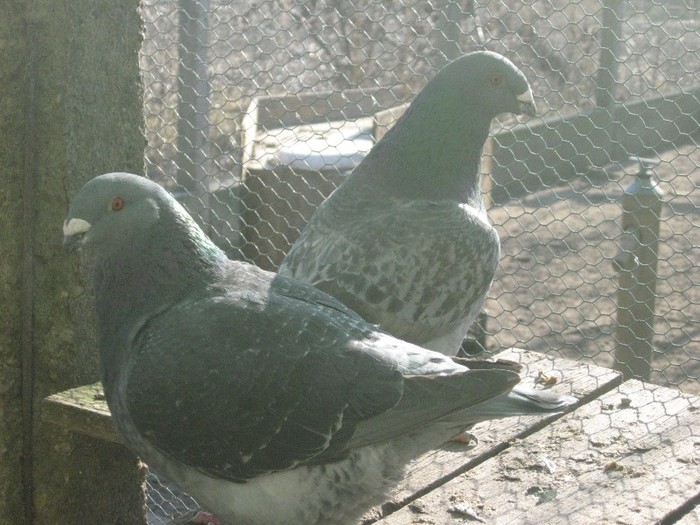 galambok 2011 247 - perechi  2012
