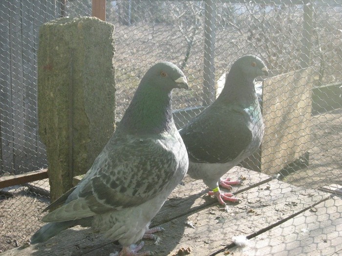 galambok 2011 249 - perechi  2012