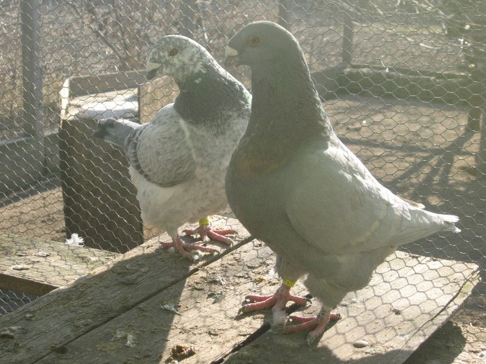 galambok 2011 252 - perechi  2012