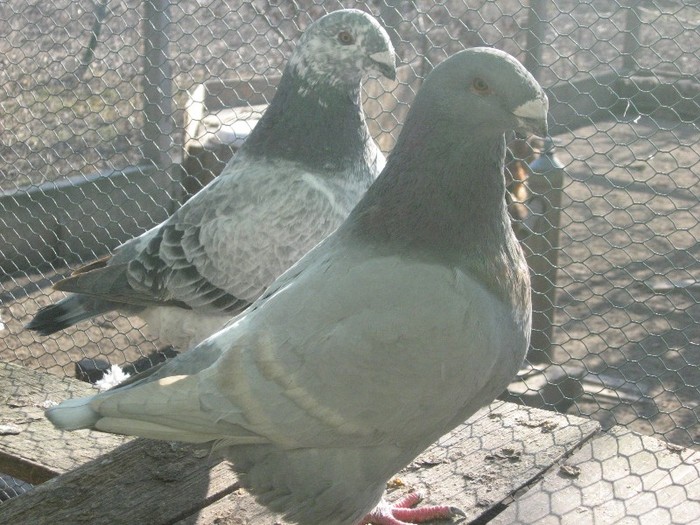 galambok 2011 254 - perechi  2012