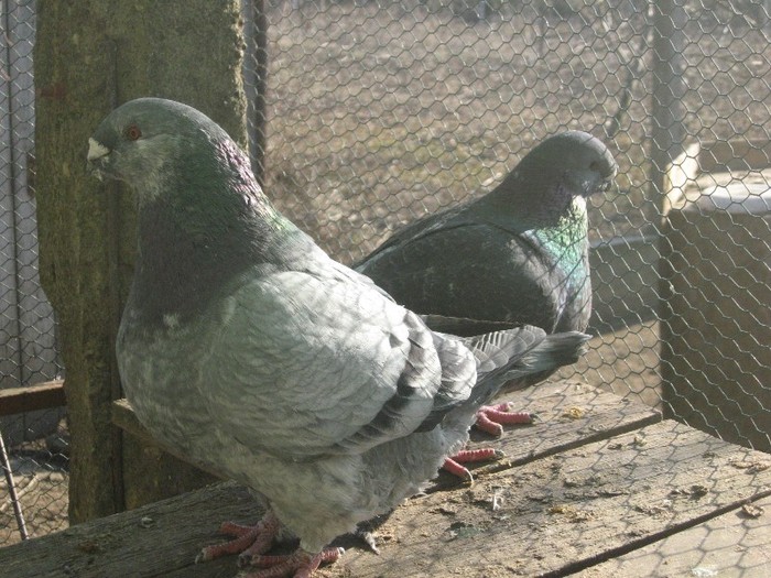 galambok 2011 263 - perechi  2012