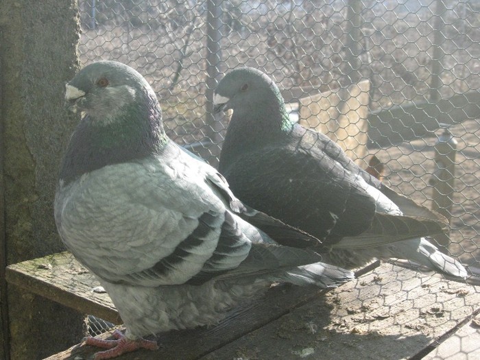 galambok 2011 268 - perechi  2012