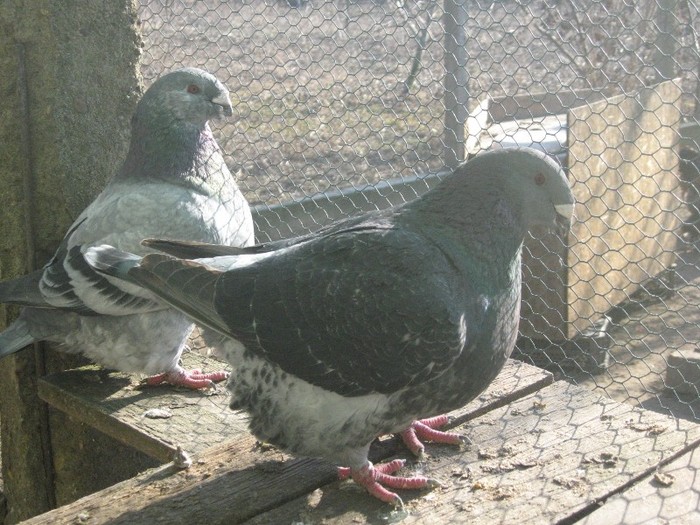 galambok 2011 269 - perechi  2012