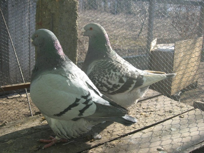 galambok 2011 273 - perechi  2012