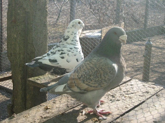 galambok 2011 276 - perechi  2012
