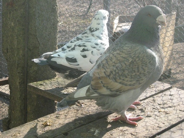 galambok 2011 277 - perechi  2012