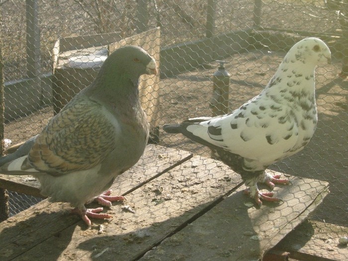galambok 2011 280 - perechi  2012