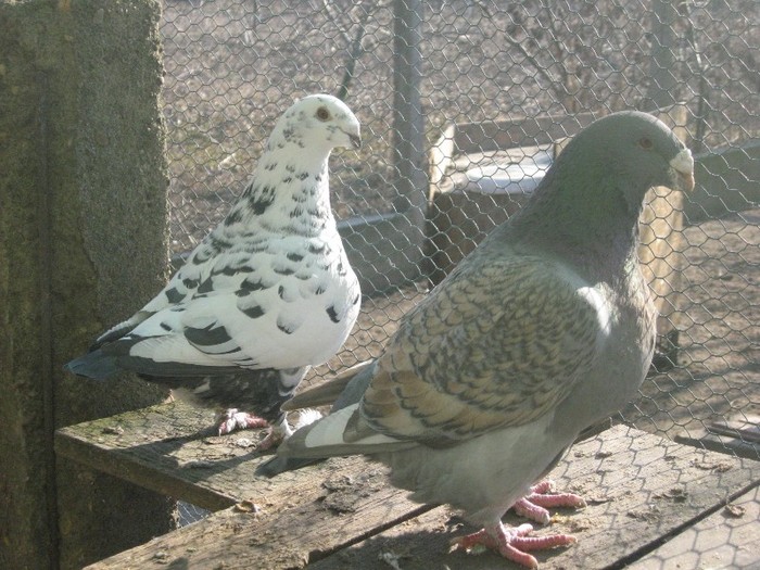galambok 2011 281 - perechi  2012
