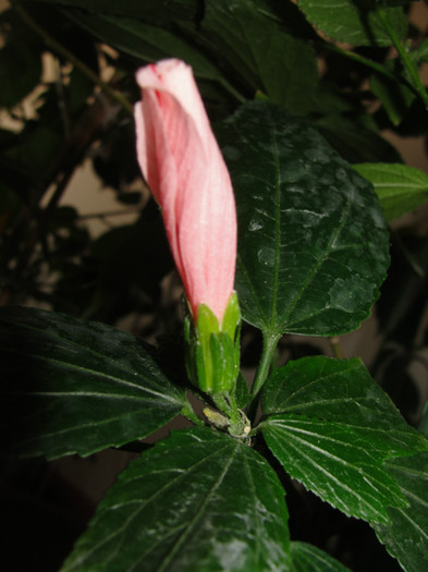 penduliflorum rosea