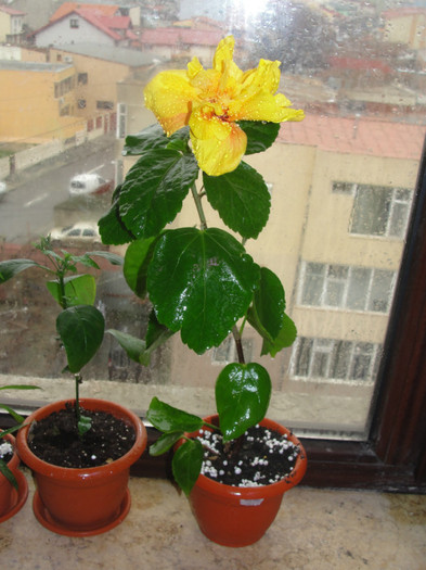 hibi koenig - B-hibiscus-planta intreaga-2012