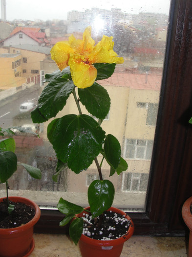  - B-hibiscus-planta intreaga-2012