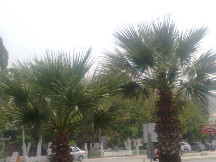 04082010404 - turcia 2010