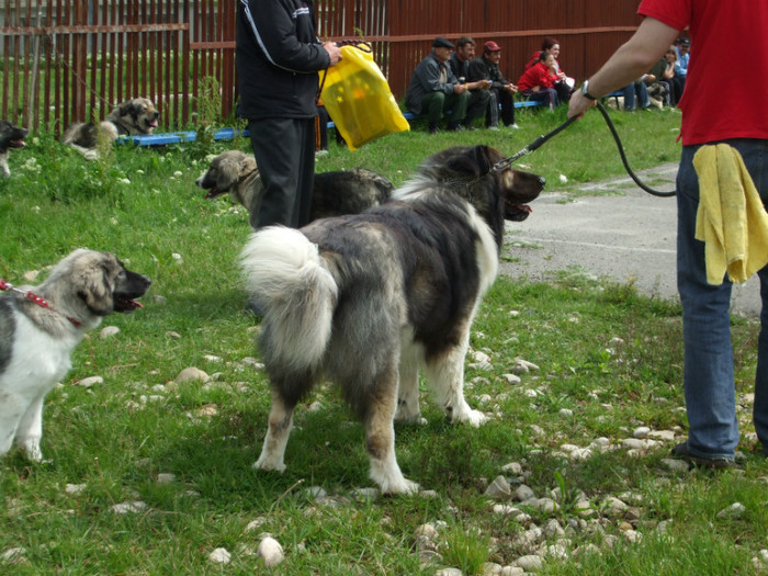 Branu de Hancu comisani 2005 v 7