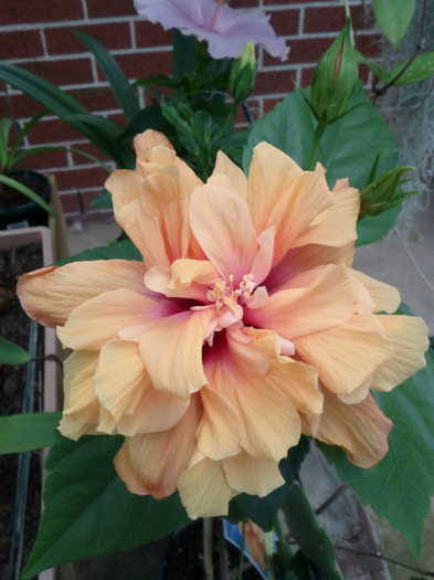  - Hibiscus 2011-2012