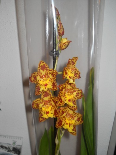1 feb 2012 - FLORI orhidee cambria