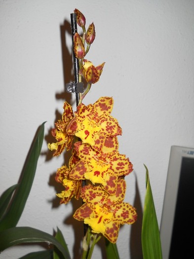 1 feb 2012 - FLORI orhidee cambria