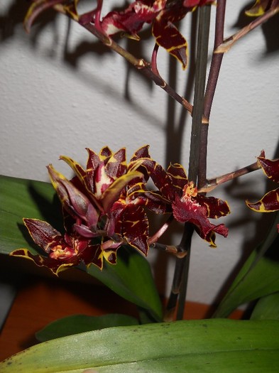 DSCN5177 - FLORI orhidee cambria