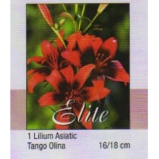 crin asiatic Tango Olina- OK