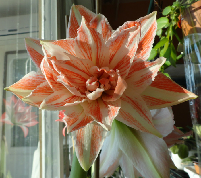 Dancing Queen - Amaryllis f