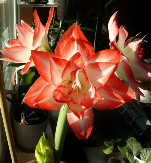 Blossom Peacock - Amaryllis f