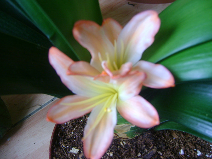 White Lips- T2 - CLIVIA