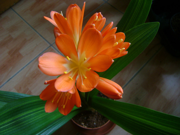  - CLIVIA
