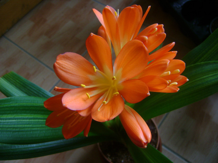  - CLIVIA