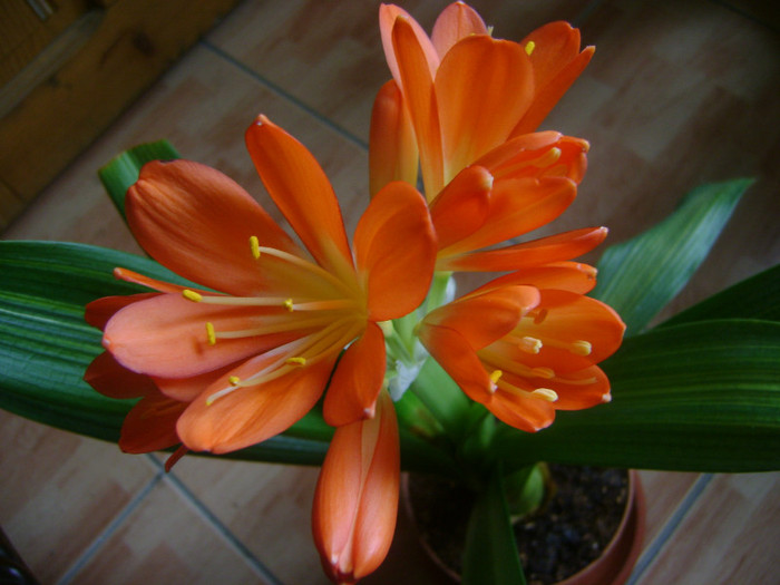  - CLIVIA