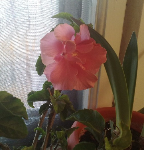 1 FEBR - HIBISCUSII MEI