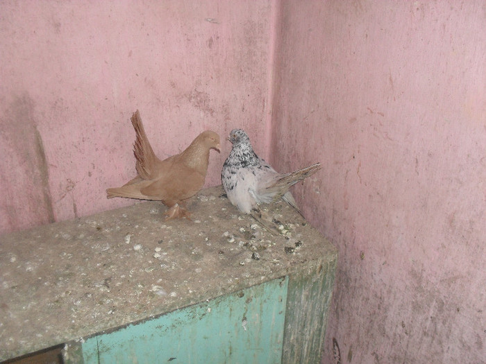 SAM_2141 - roller matca 2012