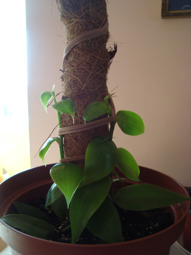 DSC05117 - Vanilla planifolia