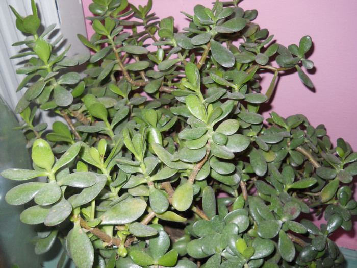DSCN2279
