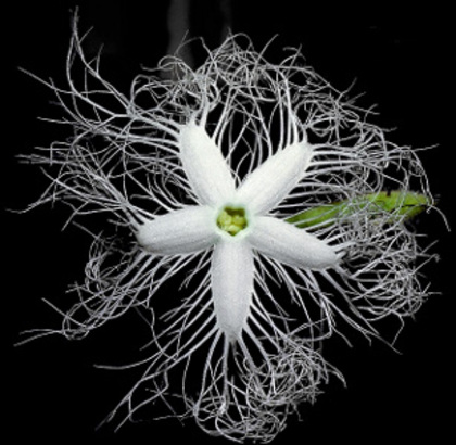 Trichosanthes kirilowii v. japonica