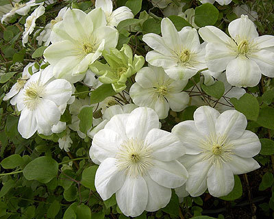 Guernsey Cream - Comanda clematis in Polonia primavara 2012