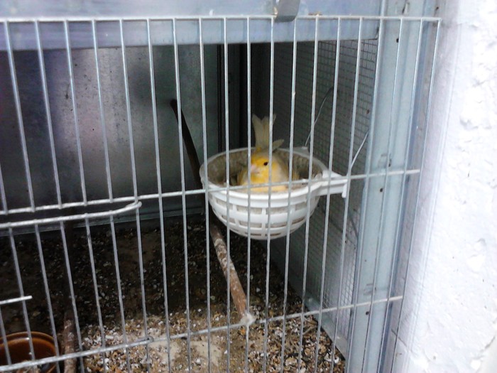 Inculpata cu 3 oua . - Canari