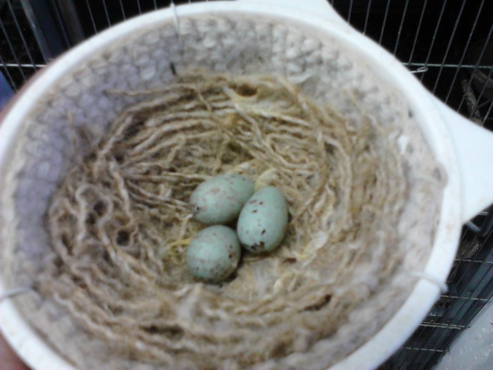 Ponta de 3 oua ,tre sa mai vina macar unu; a depus 3 deocamdata
