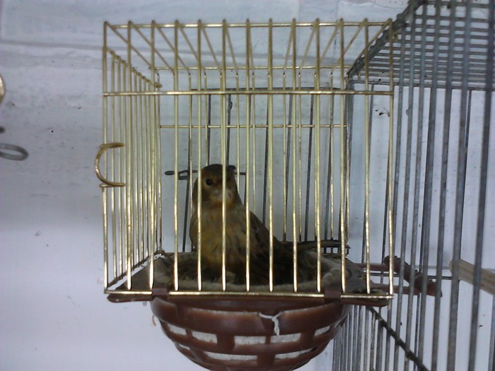 Femela mahon de Turda. - Canari